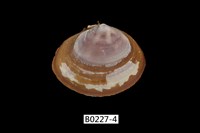 藏品(橄欖紫雲蛤)的圖片